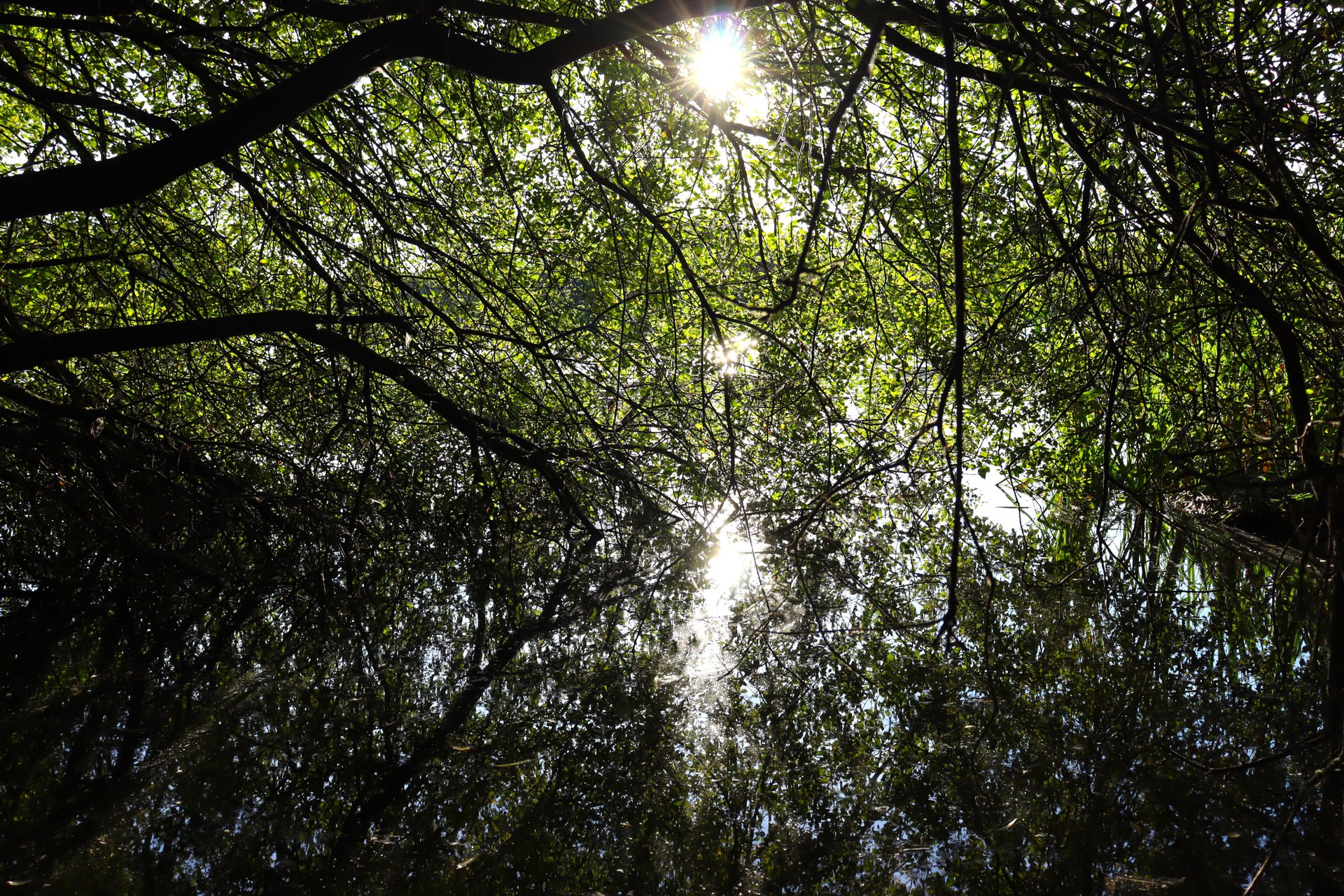 Leaf overload, captured on 2024-09-14.