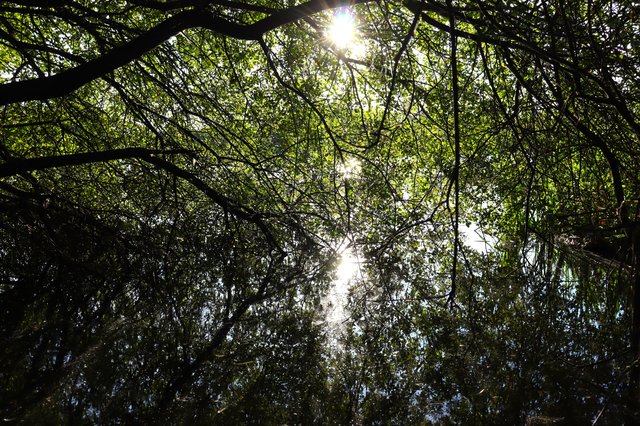 Leaf overload, captured on 2024-09-14.